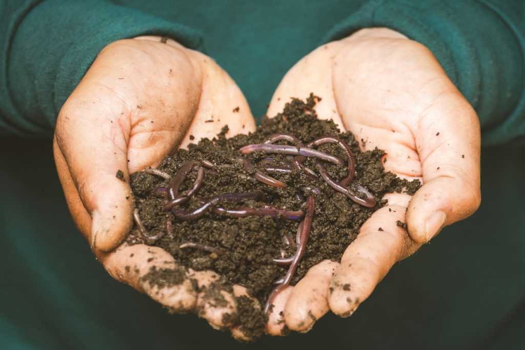 quel vers pour le compost